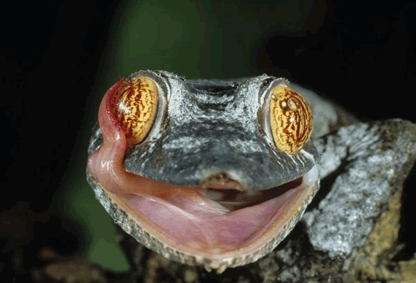 Il sorriso di un geco