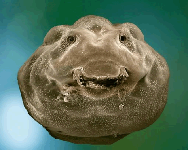 Il sorriso di un girino