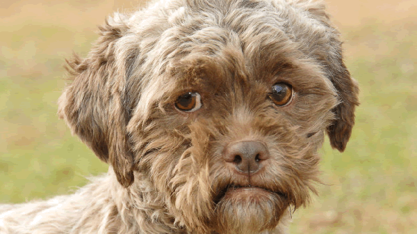 Tonik, il cane dal viso umano