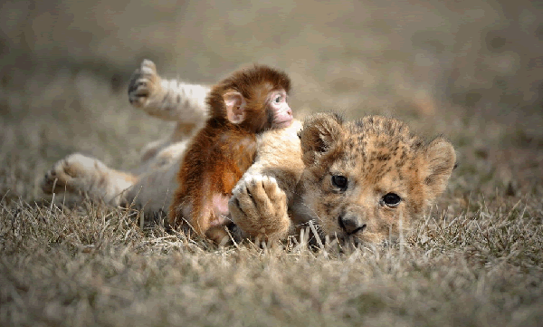 Cucciolo di leone e scimmia giocano insieme!