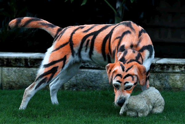 Lilo, il cane tigre