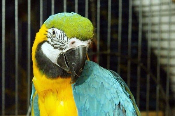 Pappagallo ucciso da un aereo
