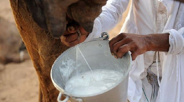 In alcuni paesi il latte di dromedario rappresenta una fonte di latte animale, al pari delle nostre mucche, pecore o asine. Se non ne avete mai sentito parlare o non avete idea di che sapore abbia, niente paura. Un recente decreto ne autorizza la vendita anche in Europa. 