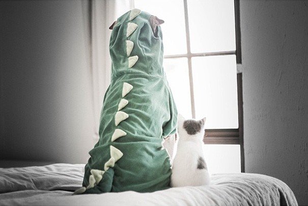Shar Pei Paddington e Butler the Cats Shar Pei Paddington e Butler the Cats