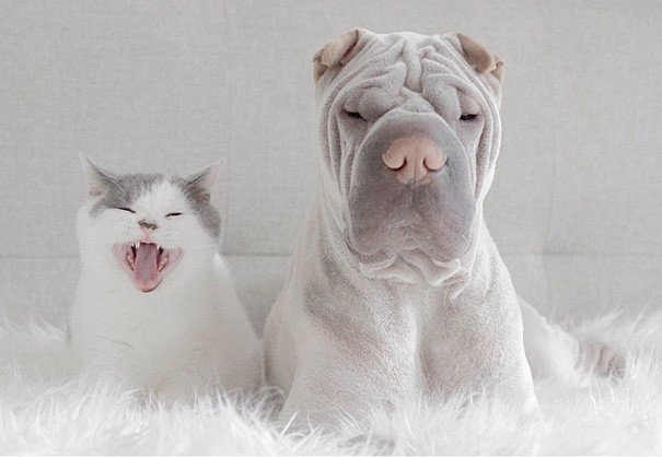 Shar Pei Paddington e Butler the Cats