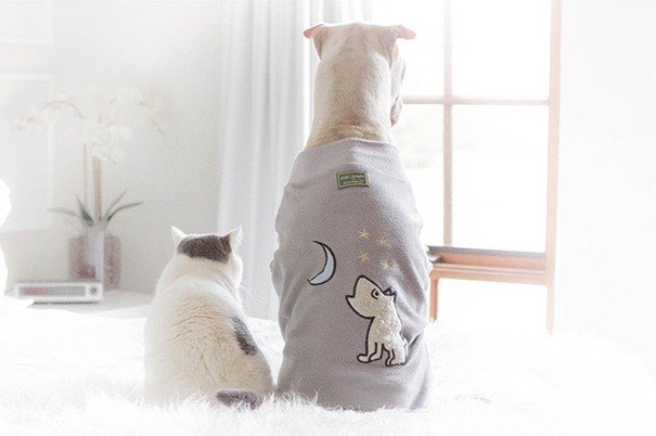 Shar Pei Paddington e Butler the Cats