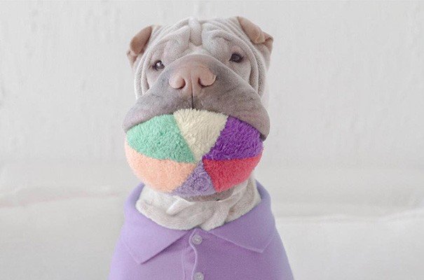 Shar Pei Paddington e Butler the Cats