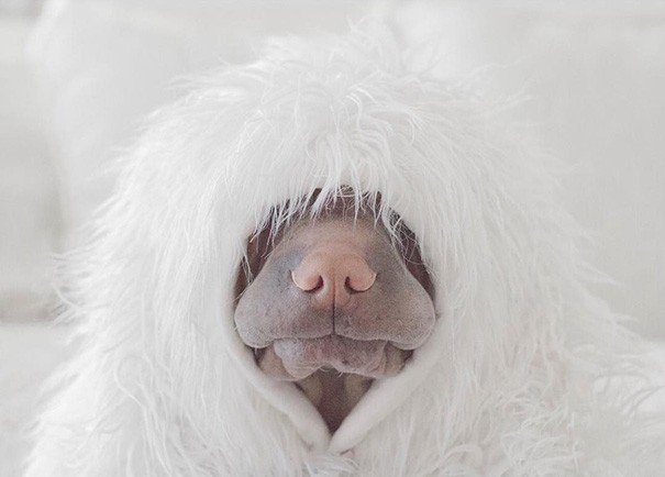 Shar Pei Paddington e Butler the Cats