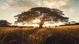 Immagine illustrativa generata con AI per: L'albero di Gloucester torna a splendere in Australia